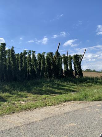 Hopfen zwischen Oberlauterbach und Hüll