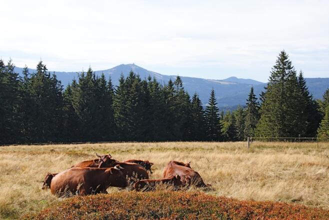 Ruckowitzschachten mit Rinder und Blick zum Großen Arber