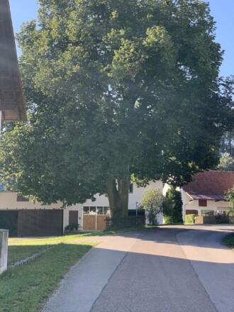 Feierabendstrampler Ost - 05_Naturdenkmal Gundelshausen (1).JPEG