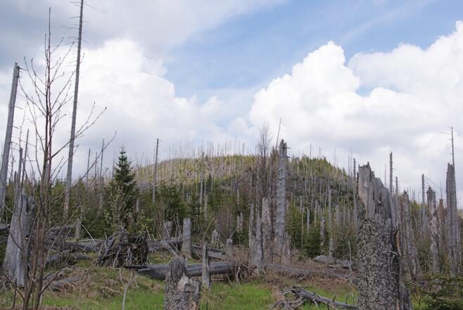 Siebensteinkopf am Beginn des Aufstiegs