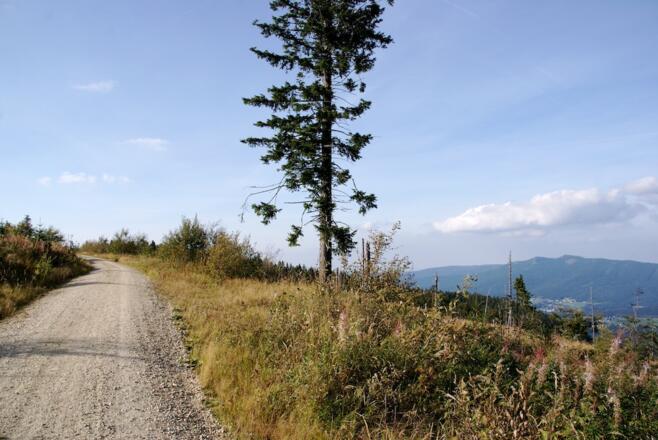 Weg vor dem Sattel nörlich des Kleinen Arber - rechts Blick zum Osser