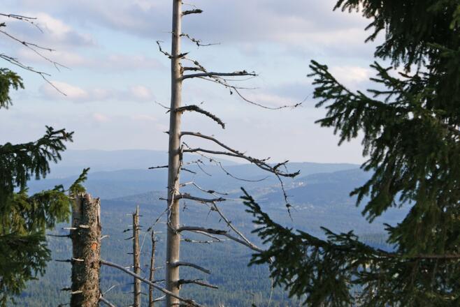 Sicht nach Mitterfirmannsreut