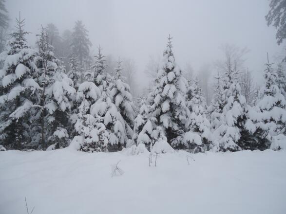 Winterwald