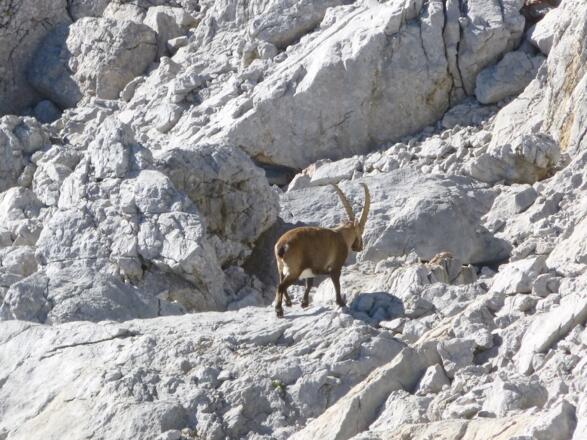 Steinbock im oberen Teil der "Steinigen Grube"