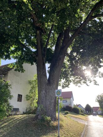 Feierabendstrampler West - 10_Winter-Linde bei Schachach (4).JPEG