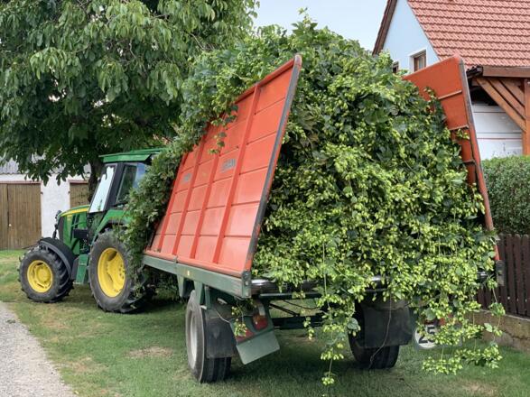Klöster und Kirchen Süd - Traktor mit Hopfen_Agelsberg-Reichertshofen.JPEG