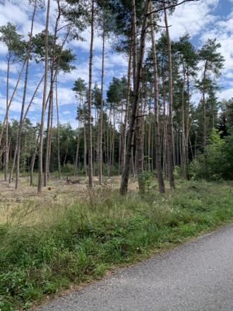 08_Natur bei Brandseen (1).JPEG