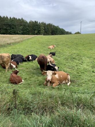 Kühe auf Weide bei Fernhag.JPEG