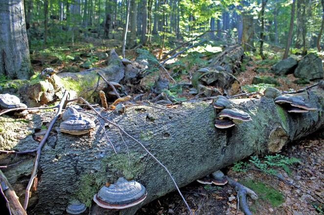 Wilder Wald