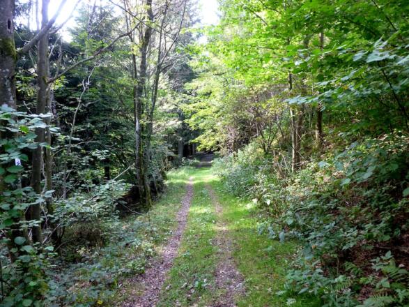 Wanderweg 5 nach Elisabethszell - oberer Teil