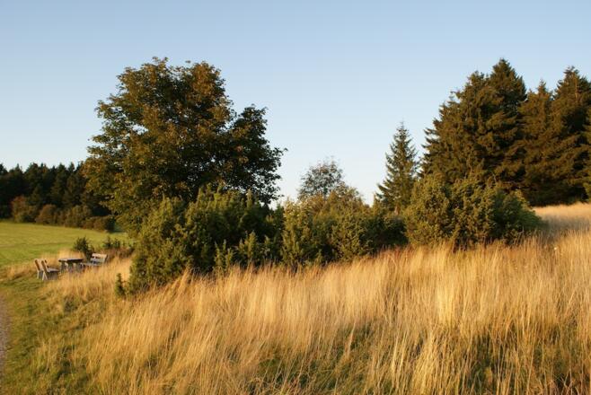 Wacholderheide am Weg