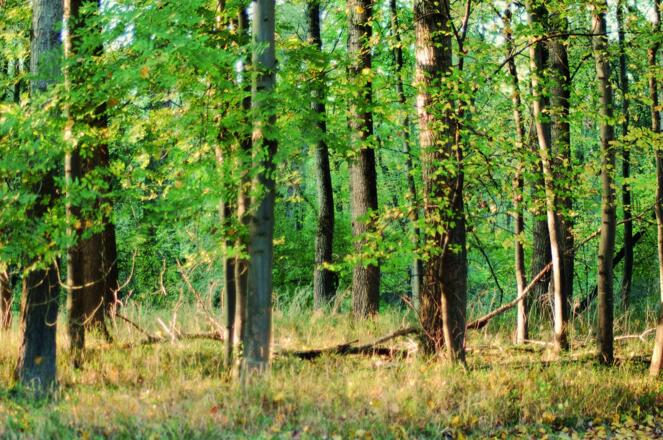 Wald am Donaudamm