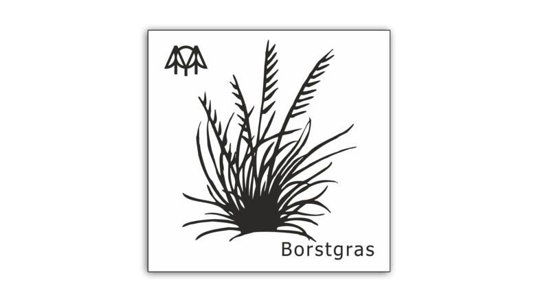 Borstgras