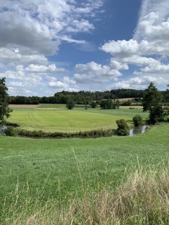 Störche auf Wiese mit Ilm zwischen Hettenshausen und Ilmmünster