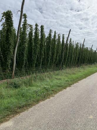 Rückenwind Panoramatour - Hopfen zwischen Raitbach und Ehrenberg (2).JPEG