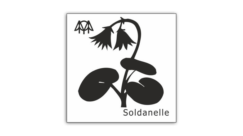 Soldanelle