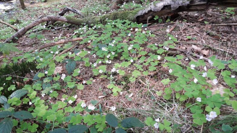 Kleeblüten am Wegrand