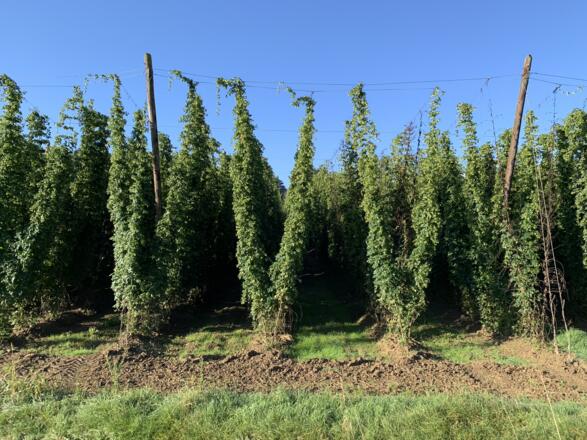 Feierabendstrampler Ost - 03_Landschaft bei Siebenecken (1).JPEG