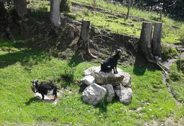 Alpines Steinschaf