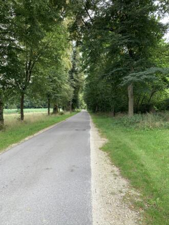 Rückenwind Panoramatour - Lindenallee (3).JPEG