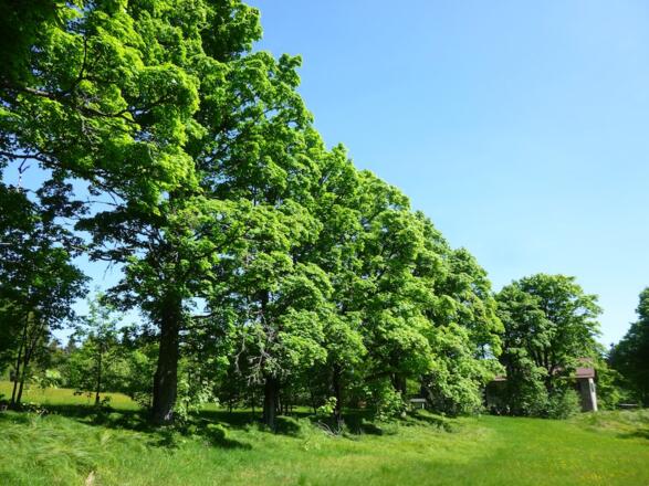 Ahorn-Allee in Ödwies
