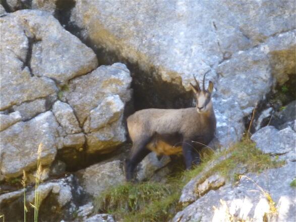 unerschrockene Gemse am Weg