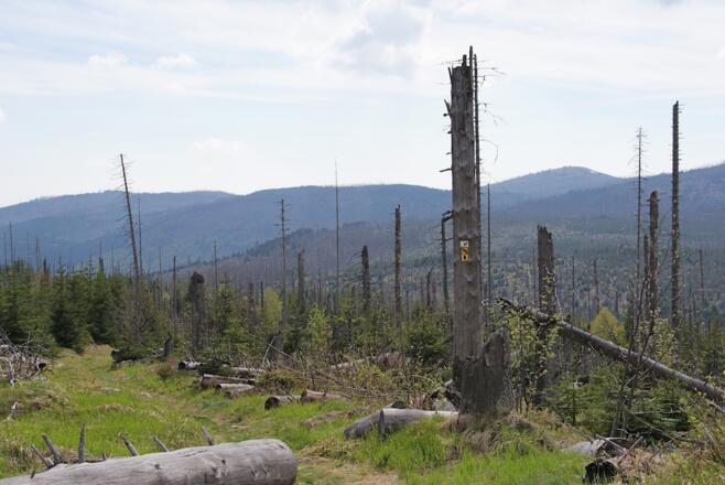 Lusen im Abstieg zur Reschbachklause