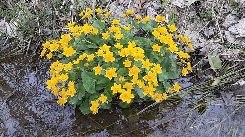 Sumpfdottenblumen am Englmarbach