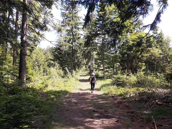 Goldsteig vor dem Mühlriegel