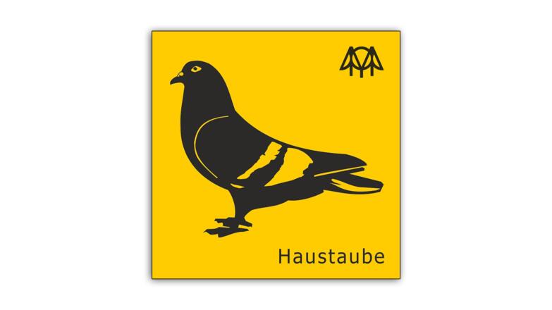 Haustaube