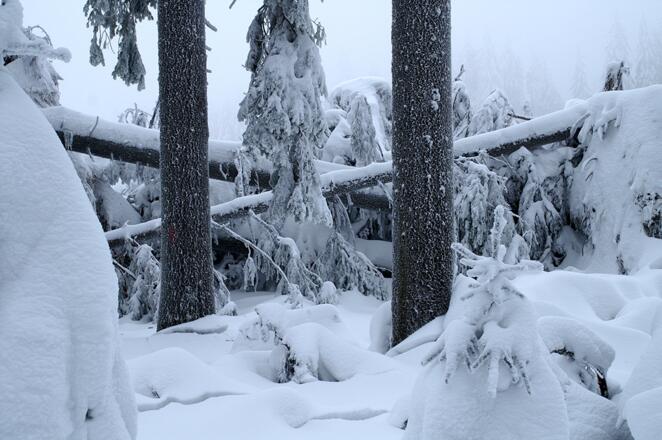 Winter Windwurf