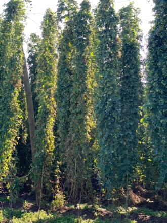 Hopfen bei Ilmtaltour auf Höhe Rohrbach
