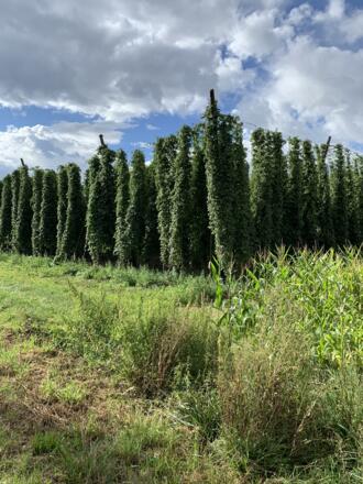 Hopfenfeld_St Kastl Straße_Reichertshofen