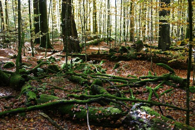 Wildnis Zwieslerwaldhaus