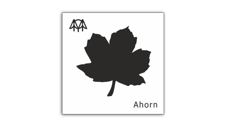 Ahorn
