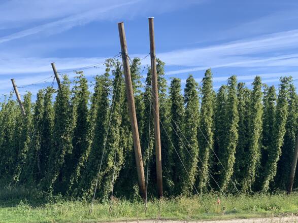 Hopfen zwischen Strobenried und Englmannsberg