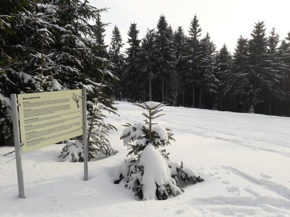 Beginn 4. Wacholderheide