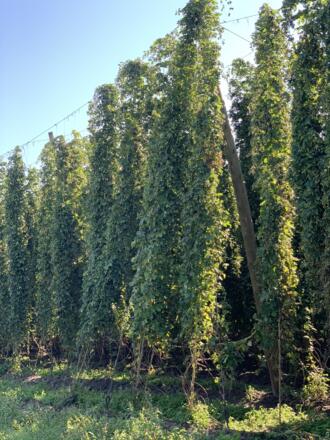 Hopfen bei Ilmtaltour auf Höhe Rohrbach