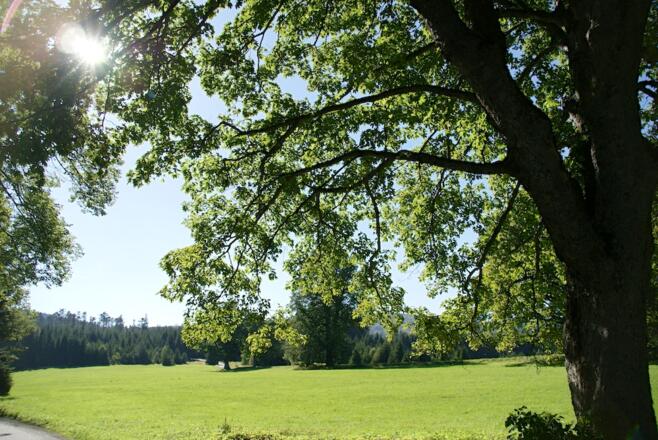 Freifläche bei der Abzweigung zum Lackensee
