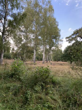 02_Nöttinger Viehweide.JPEG