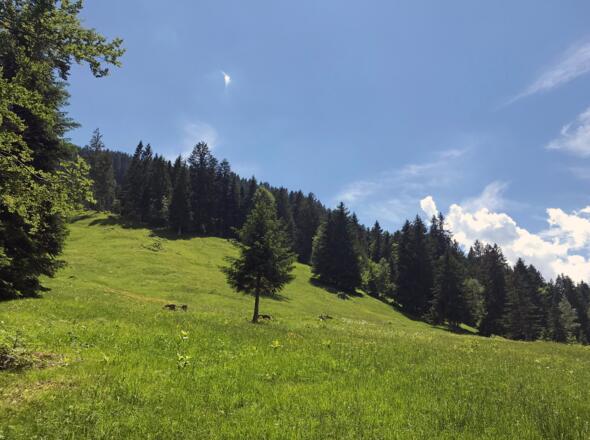 Über Wiesenweg Richtung Ludescherberg