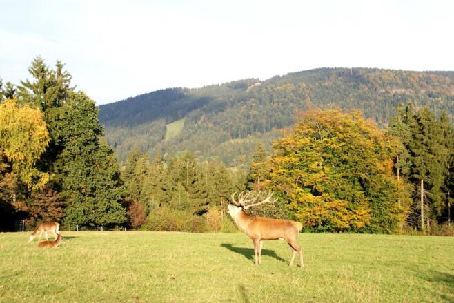 Hirschgehege am Weg nach Maibrunn