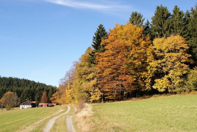 Letztes Wegstück vor dem Wald in Ahornwies