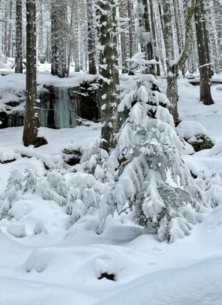 Auf dem Weg zum Großen Falkenstein
