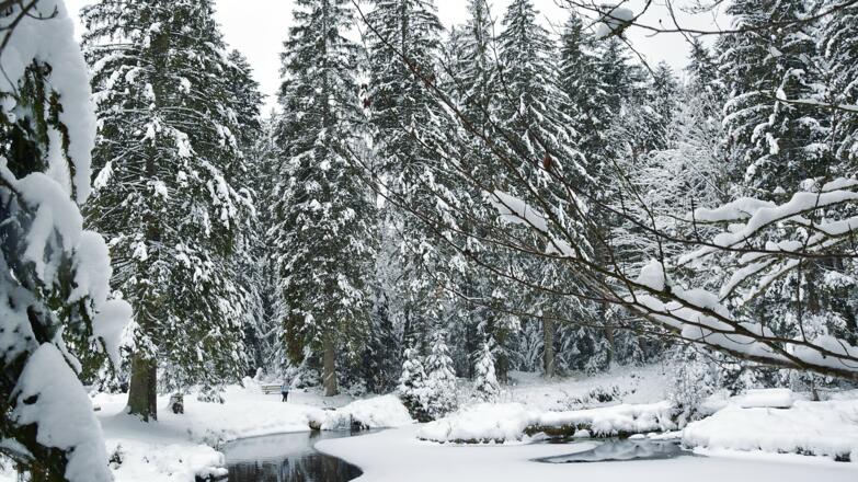Schwellweiher im Winter