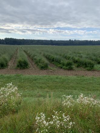 Rückenwind Panoramatour - Spargel bei Oberkreut.JPEG