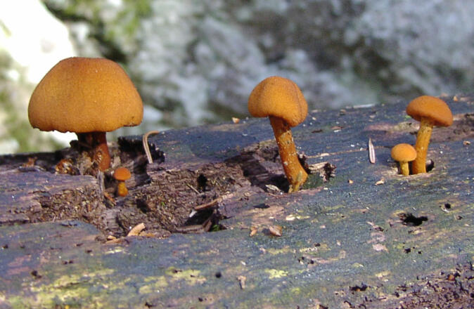 Pilz am Baum
