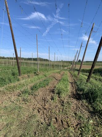 Feierabendstrampler Ost - 08_Haushausen leerer Hopfengarten.JPEG