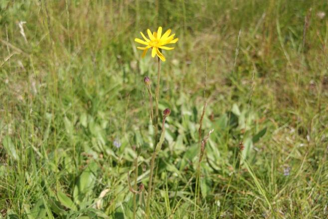 Arnika am Wegrand