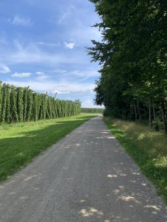 19_Hopfen bei Geisenfeldwinden (3).JPEG